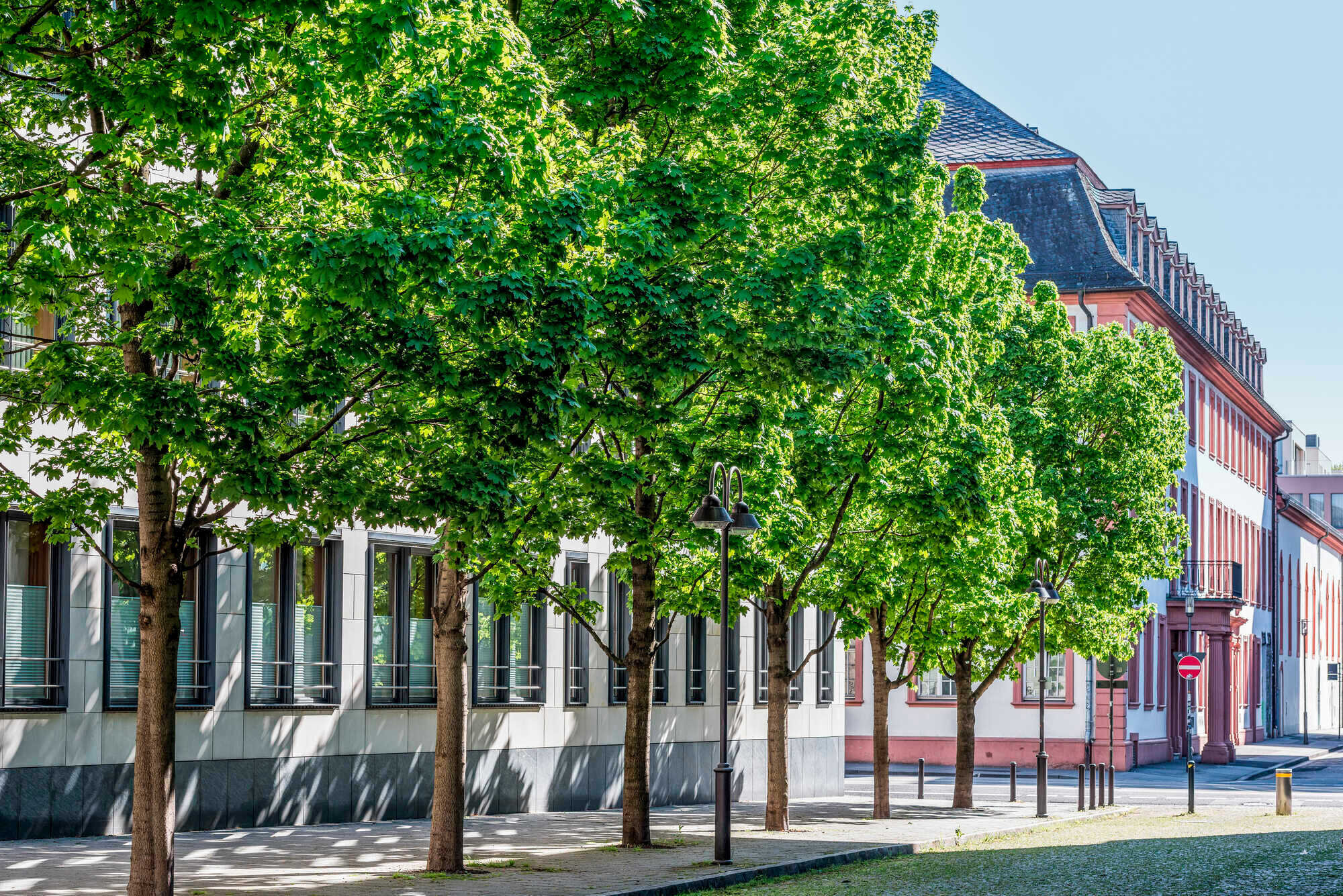 Kampagne „Mehr grüne Städte für Europa“ AFZ DerWald 42021