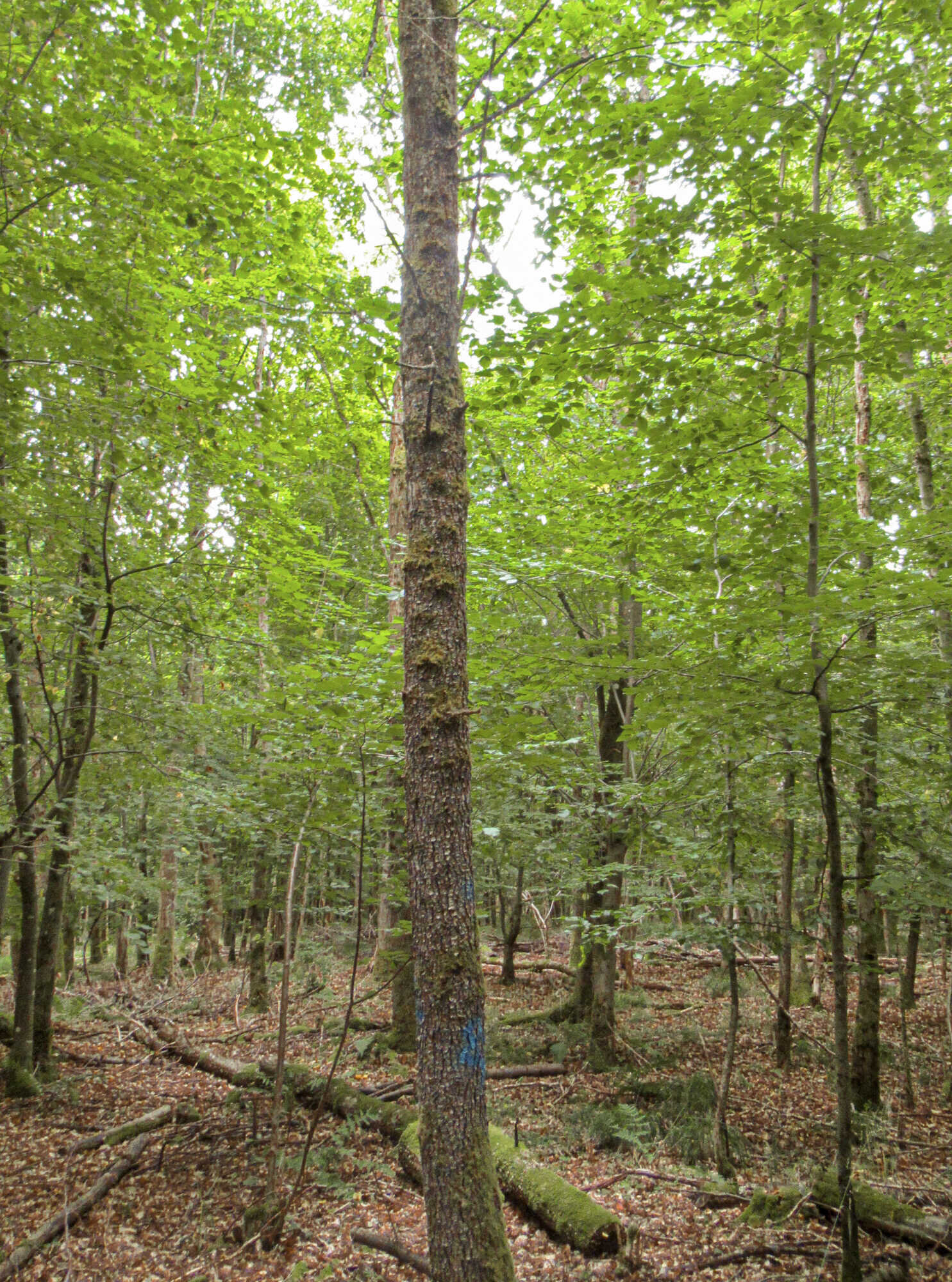Wildbirnen in einem jungen Traubeneichenbestand AFZ DerWald 162022