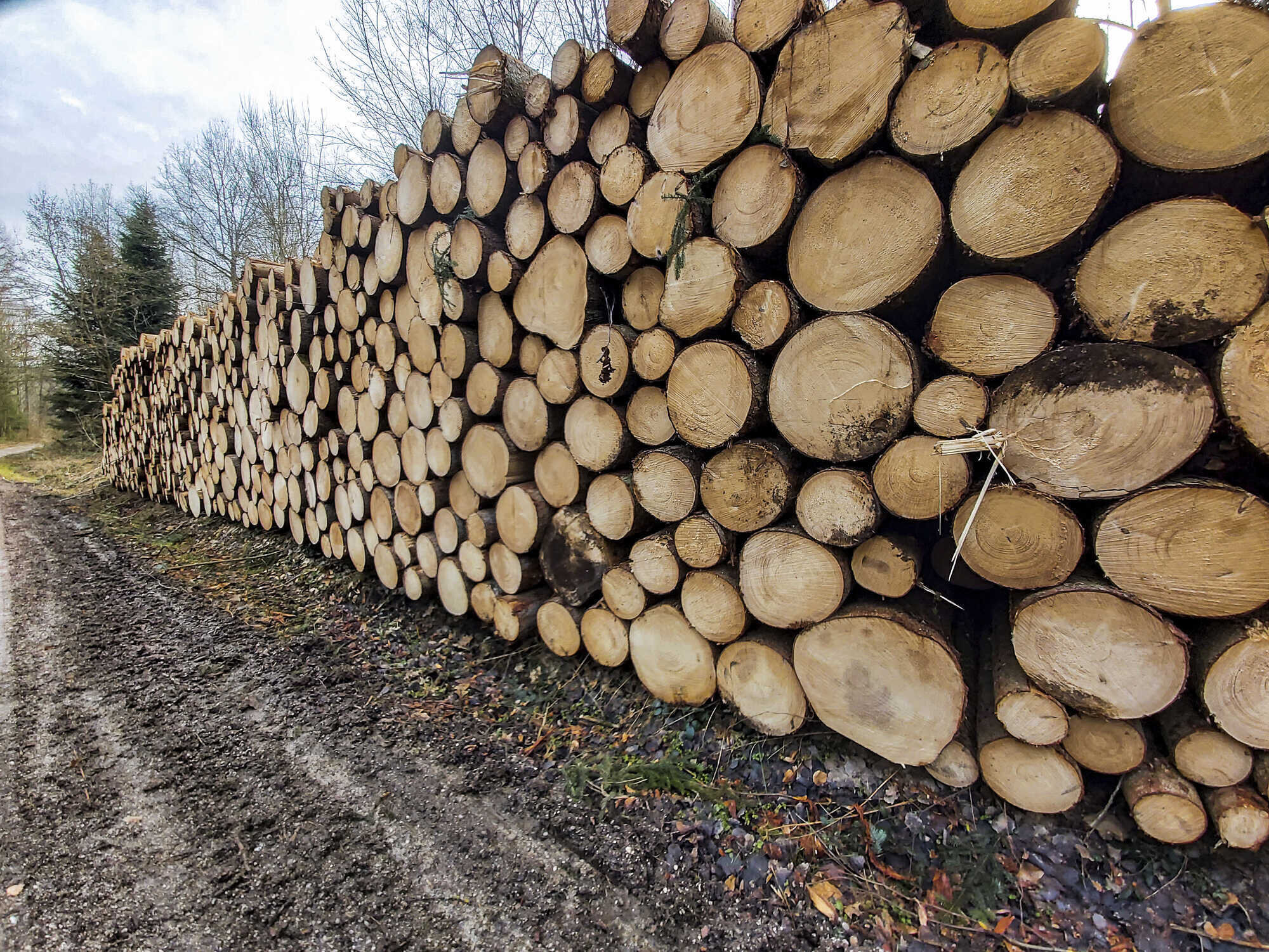 Holzpreise Fichte 2025 Niki Teddie