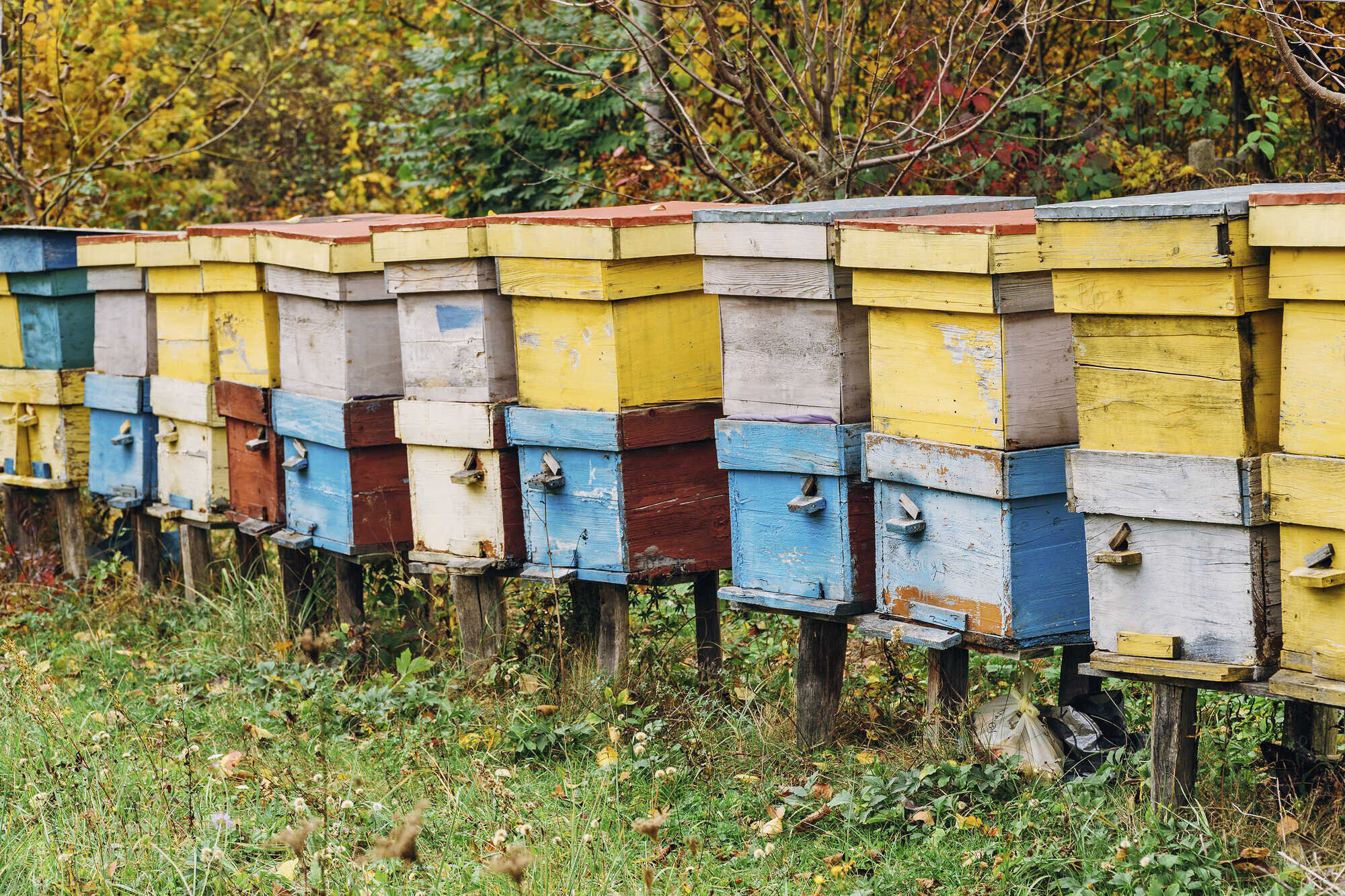 Vorsicht bei Bienen als Nachbarn agrarheute 82022