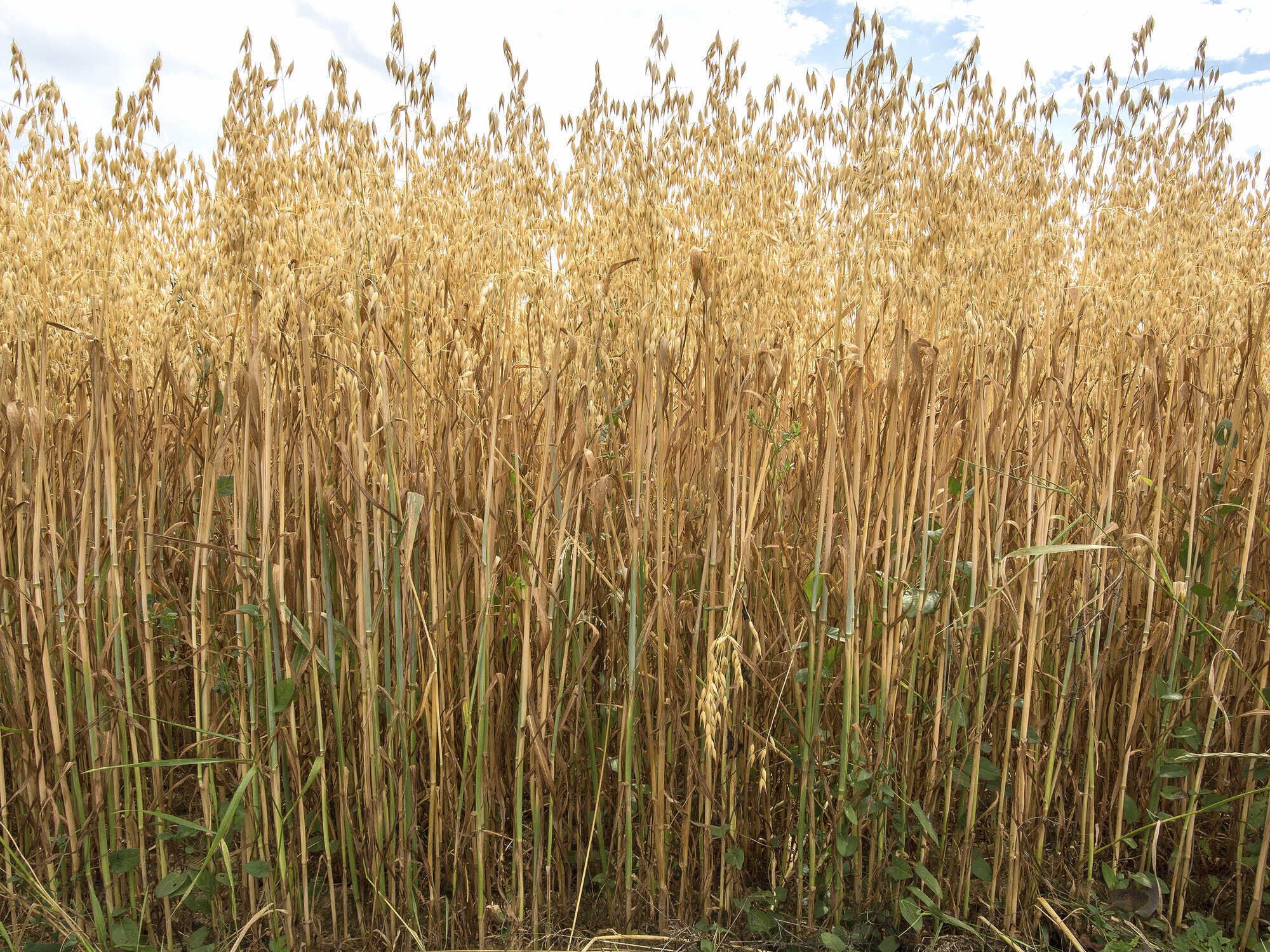 Superfood Hafer wiederentdeckt - agrarheute 2-2023
