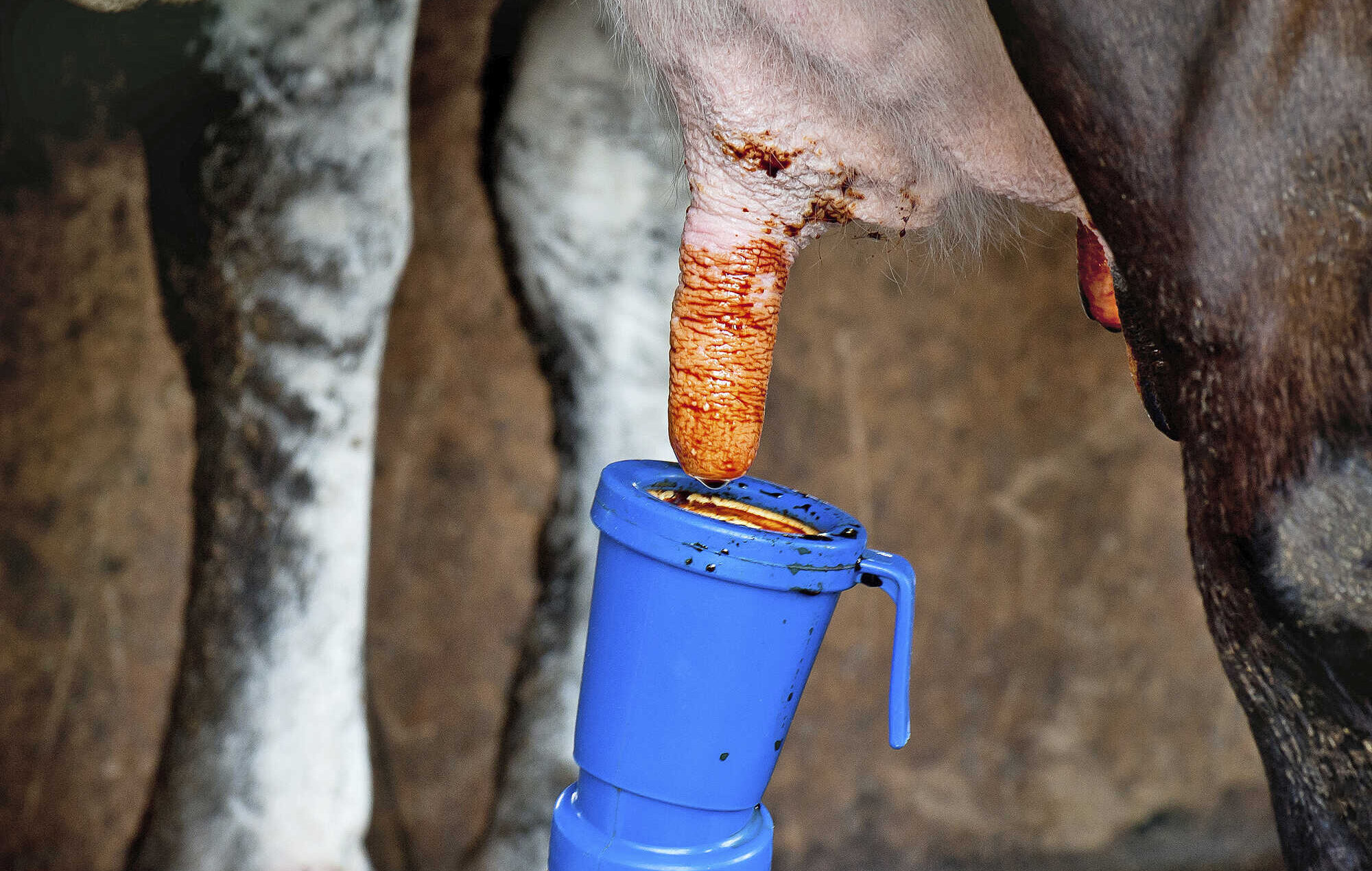 Staphylococcus aureus - | This really helps against the mastitis pathogen ...
