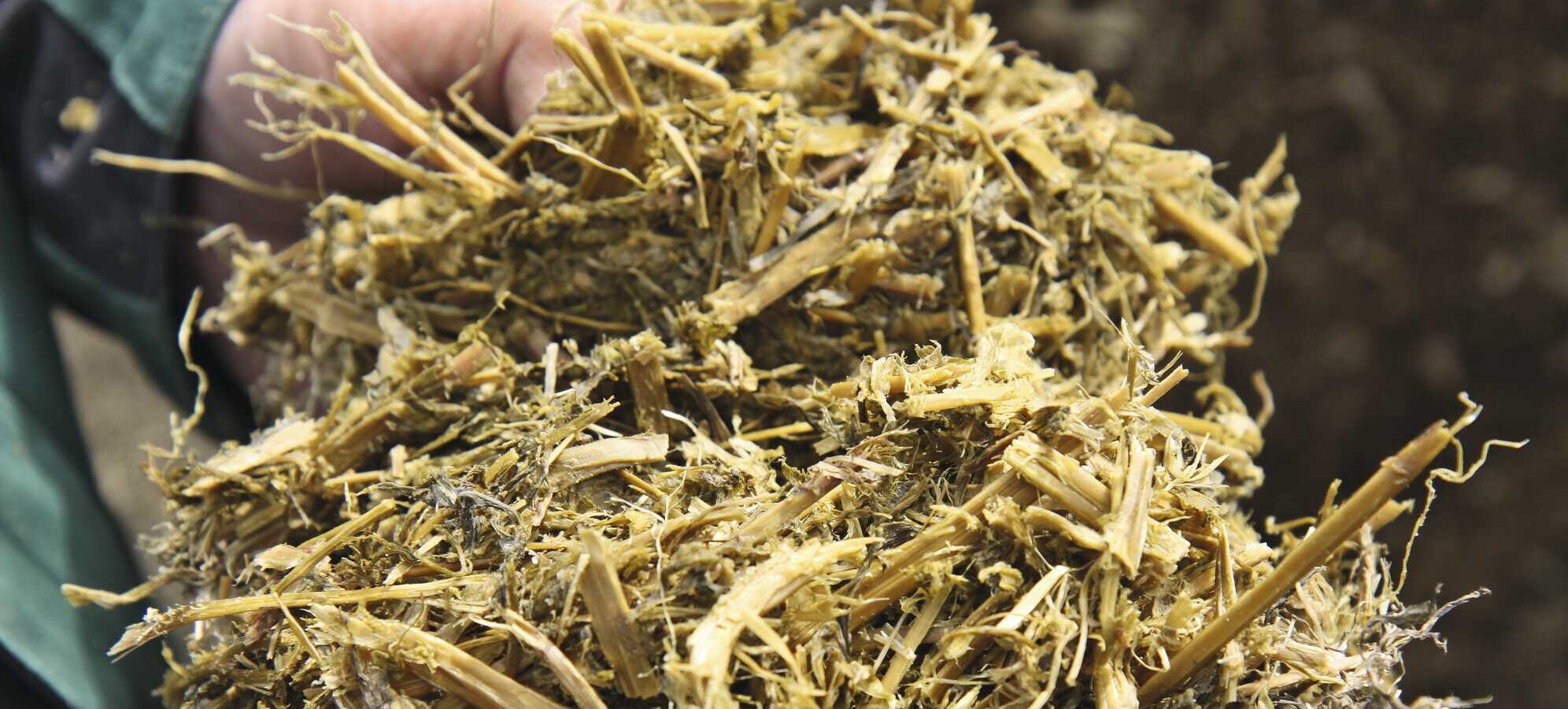 Alfalfa as a protein alternative in cattle feed - | agrarheute 5-2025