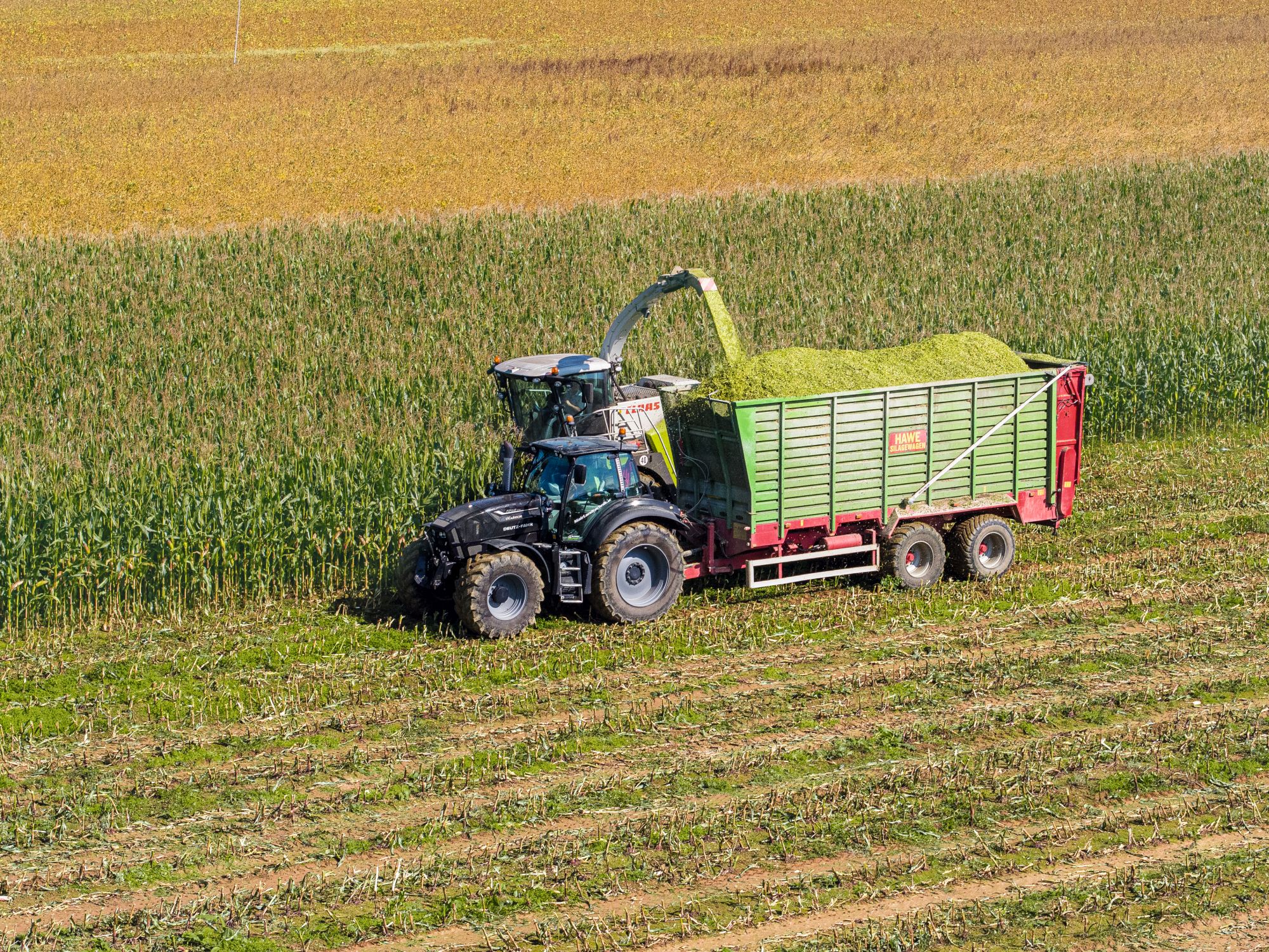 Maisernte ab Feld verkaufen? Bayerisches Landwirtschaftliches Wochenblatt 352021