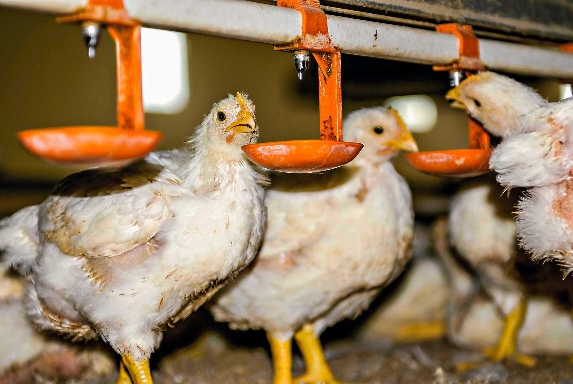 Kokzidiose vorbeugen - Bayerisches Landwirtschaftliches Wochenblatt 36-2021