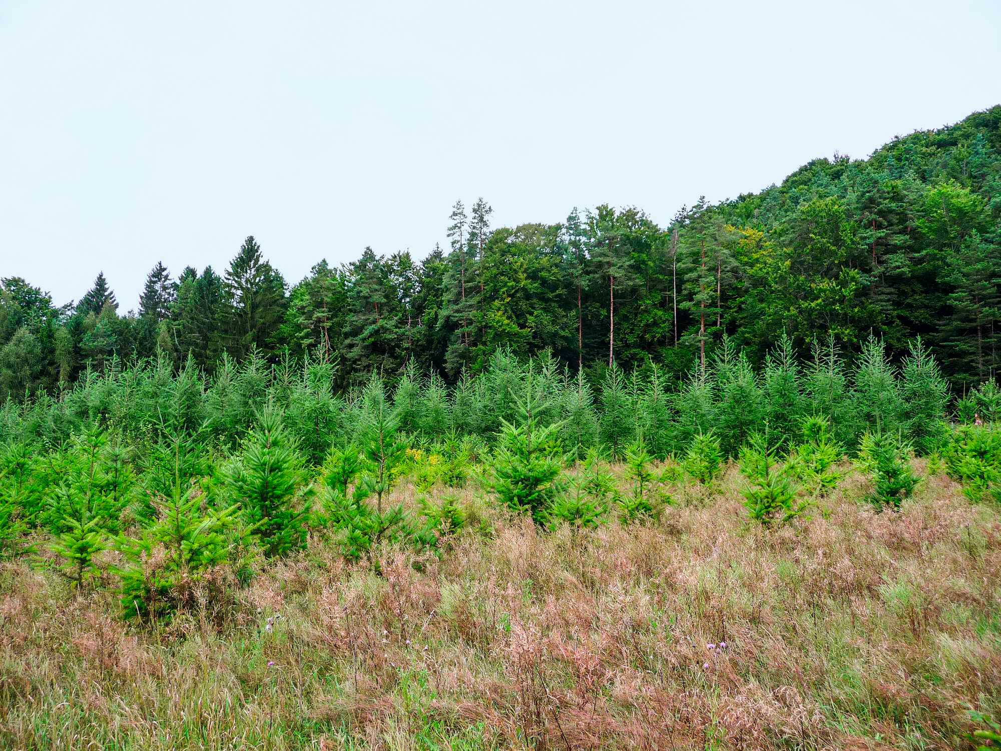 Wenn Acker zu Wald wird - BLW 38-2021