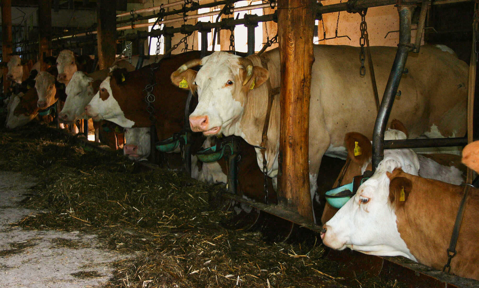Darf Das Veterinäramt Einfach In Den Stall www.digitalmagazin.de