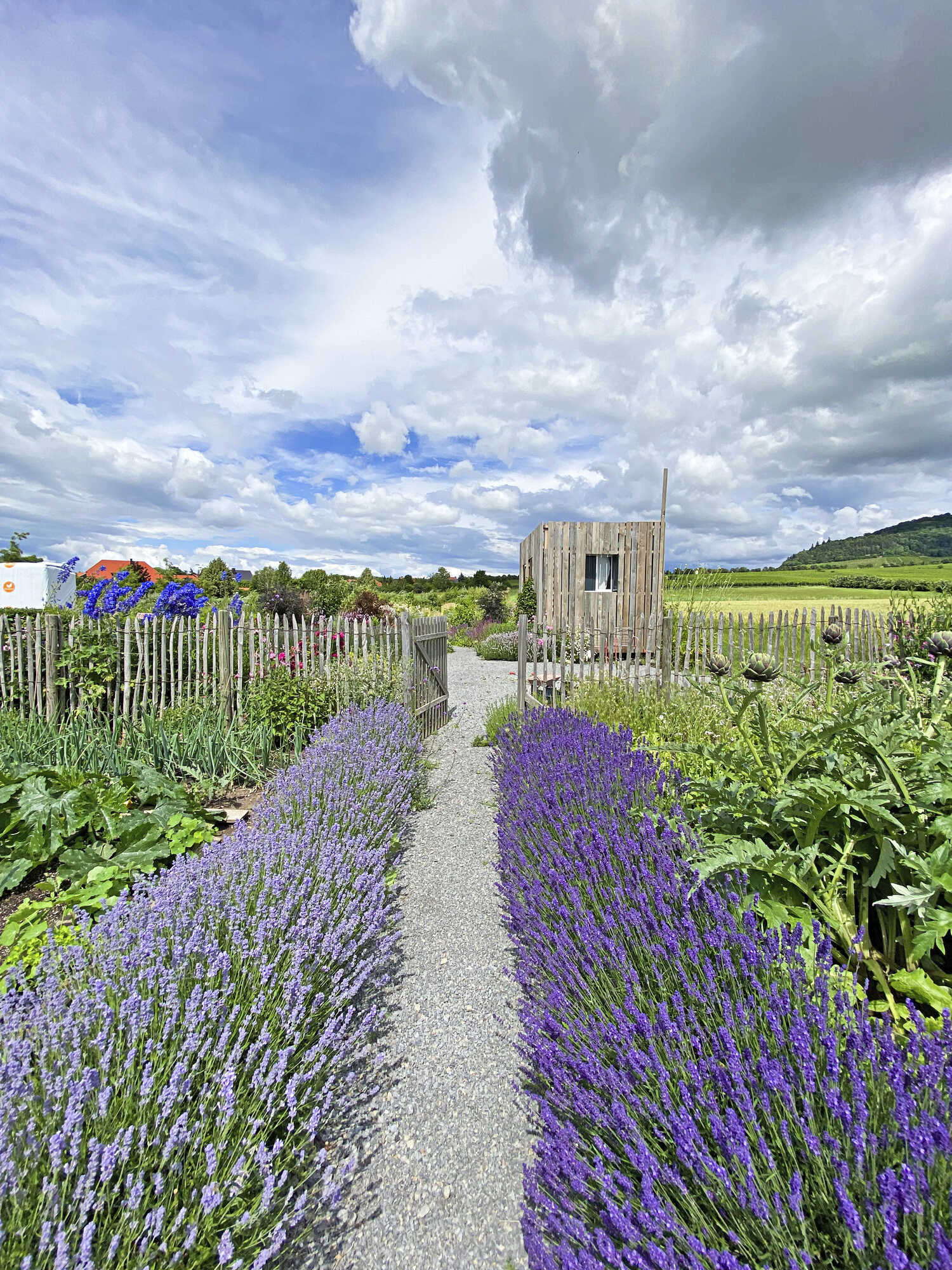 Lavendel pflegen und den Garten gestalten Bayerisches