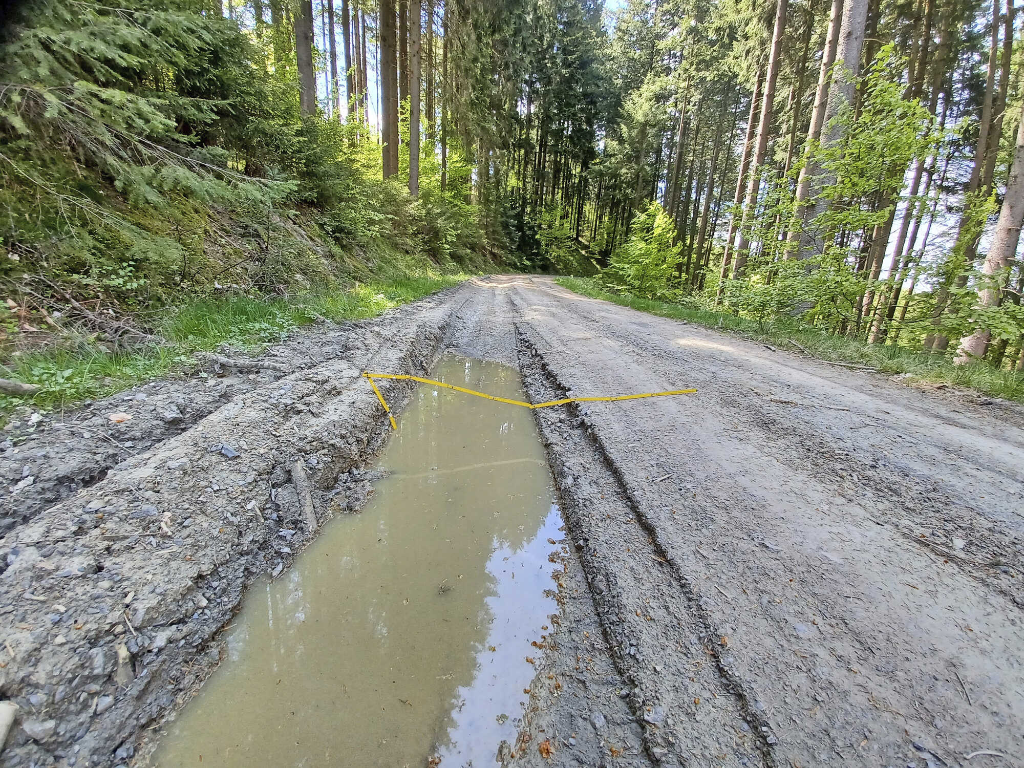 Erst der Käfer, dann die Wegeschäden - Bayerisches Landwirtschaftliches ...