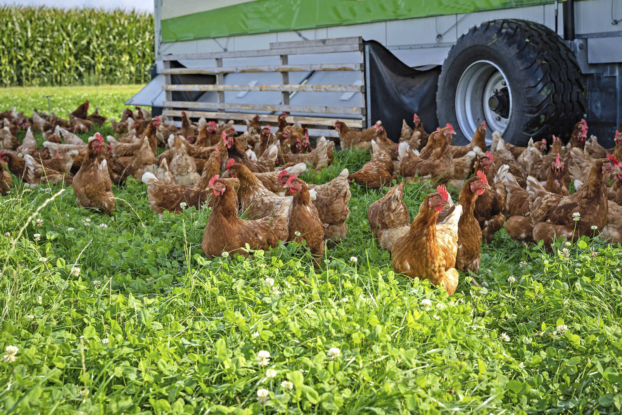 Schatten fürs Geflügel Bayerisches Landwirtschaftliches Wochenblatt