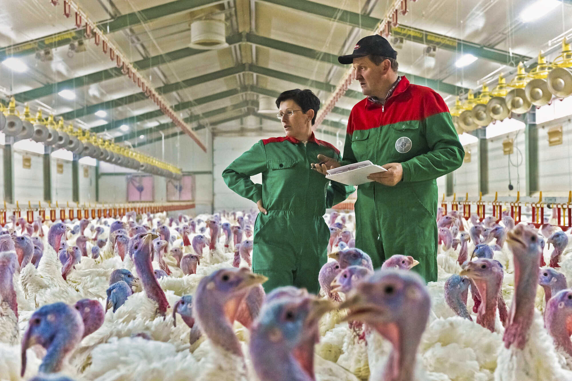Stress schlägt Puten auf den Magen - Bayerisches Landwirtschaftliches ...