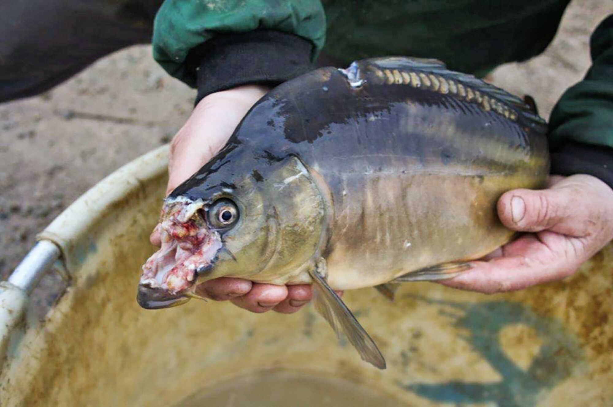 Fischotter Stirbt die Teichwirtschaft? Bayerisches
