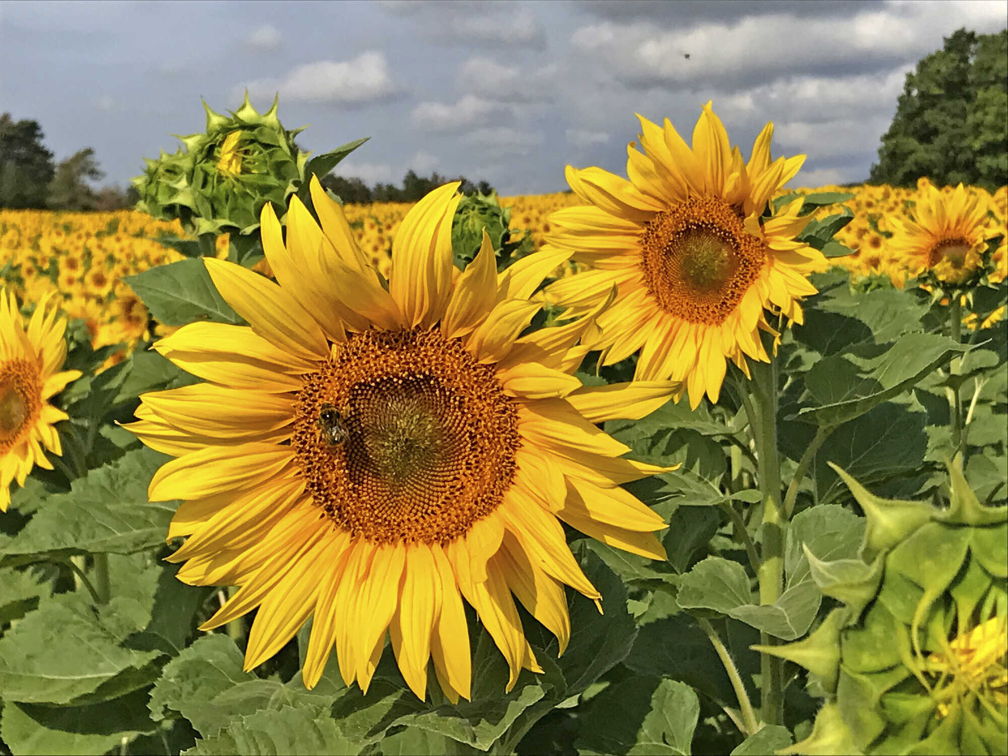 Sonnenblumen richtig anbauen Das Gesicht des Sommers Bayerisches