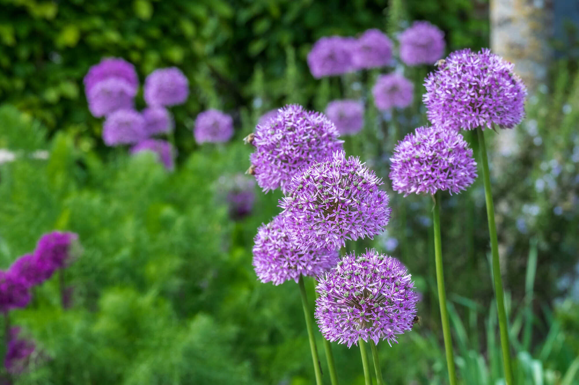 56+ Allium Blüht Nicht, Der zierlauch blüht besonders schnell im