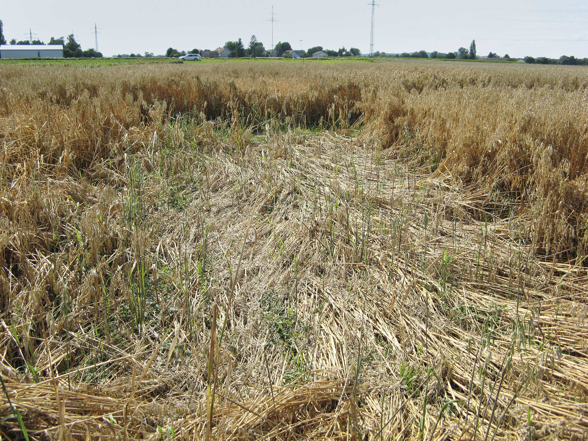 Ökohafer hatte nur schwache Erträge Bayerisches Landwirtschaftliches