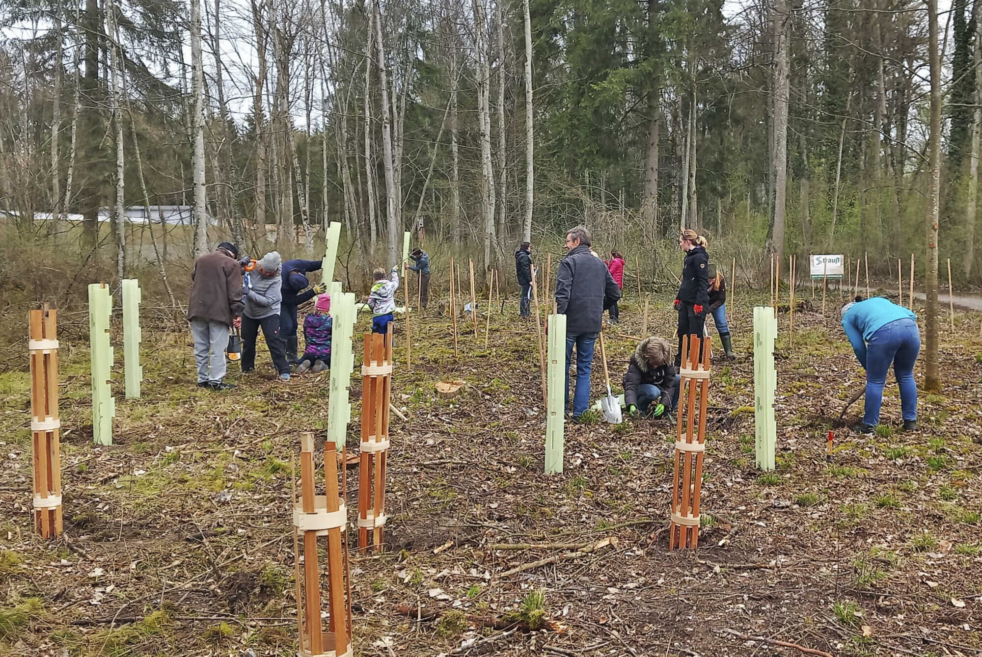 Feldahorn, Wildbirne und Wildapfel Bayerisches Landwirtschaftliches