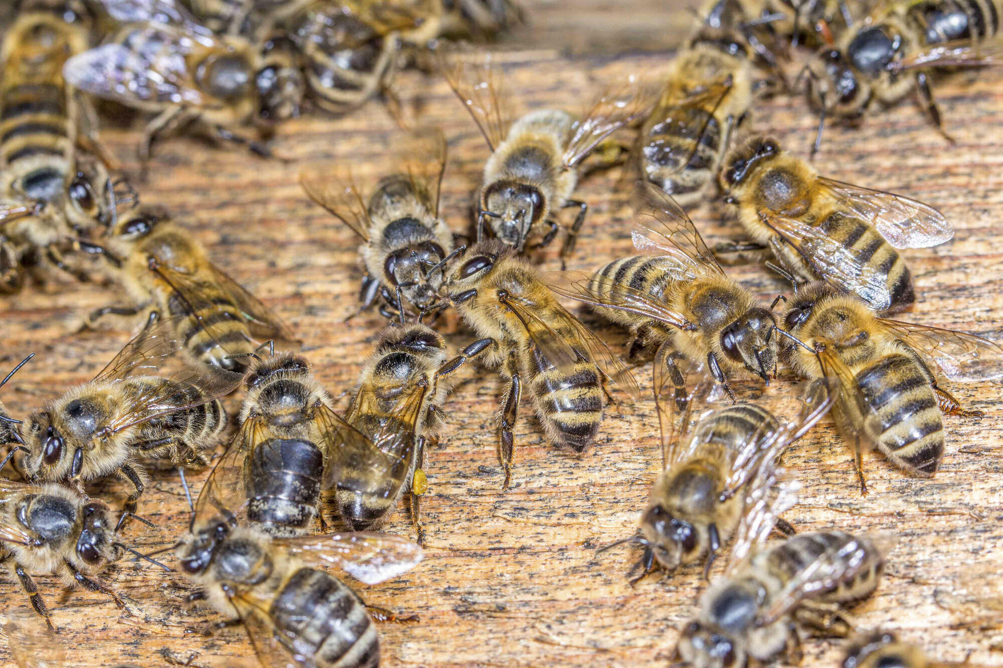 Aggressive Bienen an einem Standort - bienen&natur 12-2022