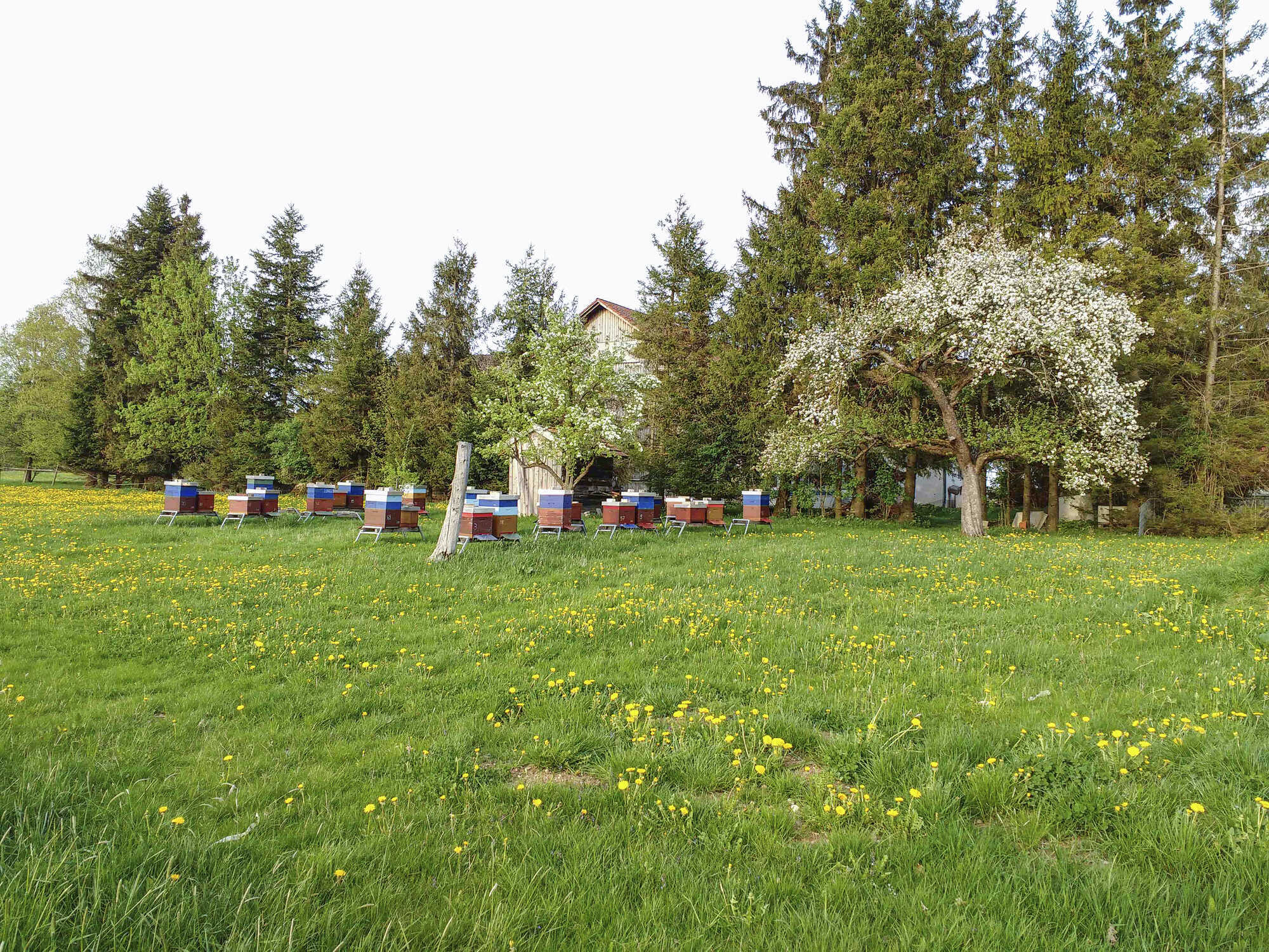 Phänologischer Kalender Der Vollfrühling bienen&natur 42023 Phänologischer Kalender Der Vollfrühling bienen&natur 42023