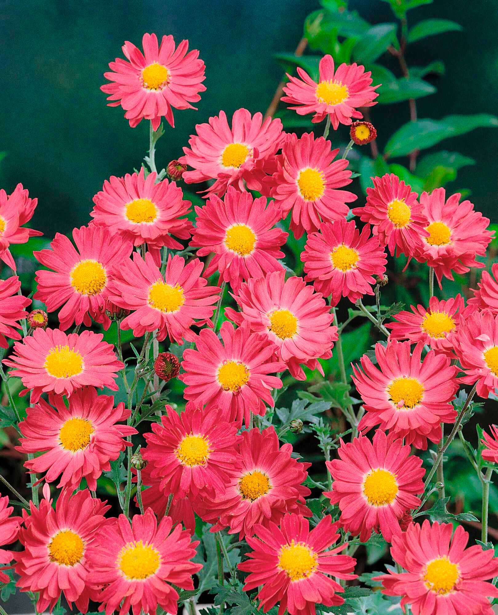 GartenChrysanthemen kraut&rüben 92021