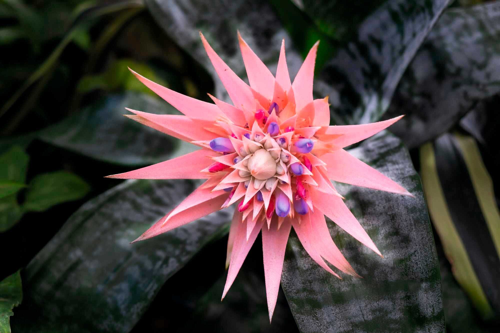 Bromelien zum Blühen bringen kraut&rüben 12022