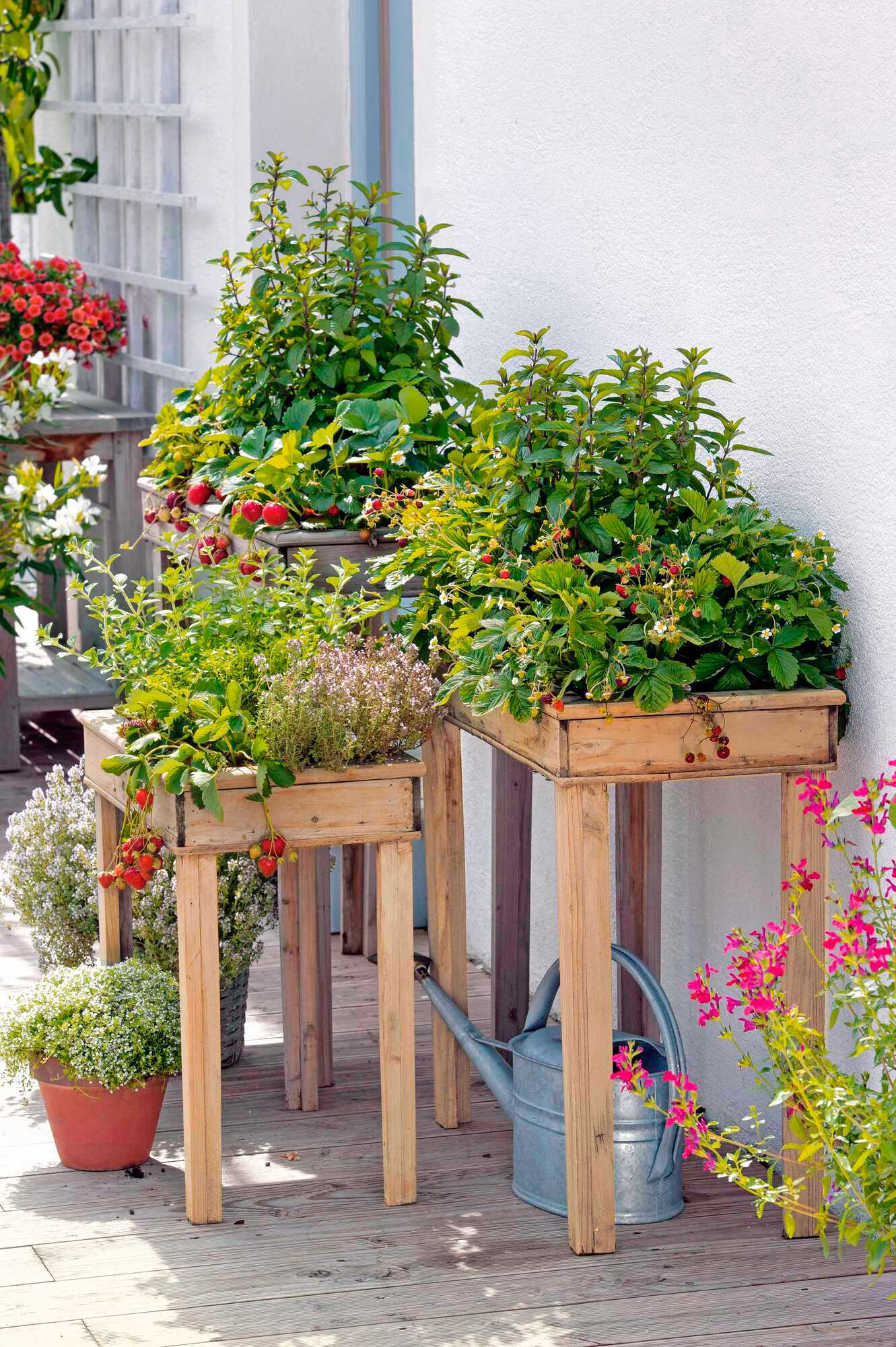 36+ Beet Für Balkon, Heidelbeeren aus dem topf, frische kräuter aus