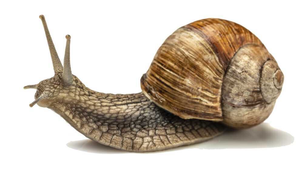 Weinbergschnecken im Garten kraut&rüben 72023