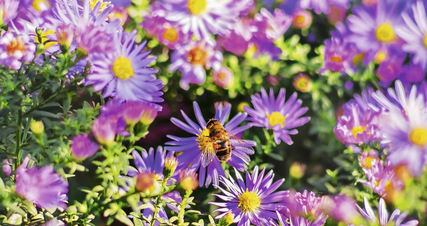 Herbstastern: Spätes Buffet für Insekten - kraut&amp;rüben 9-2023