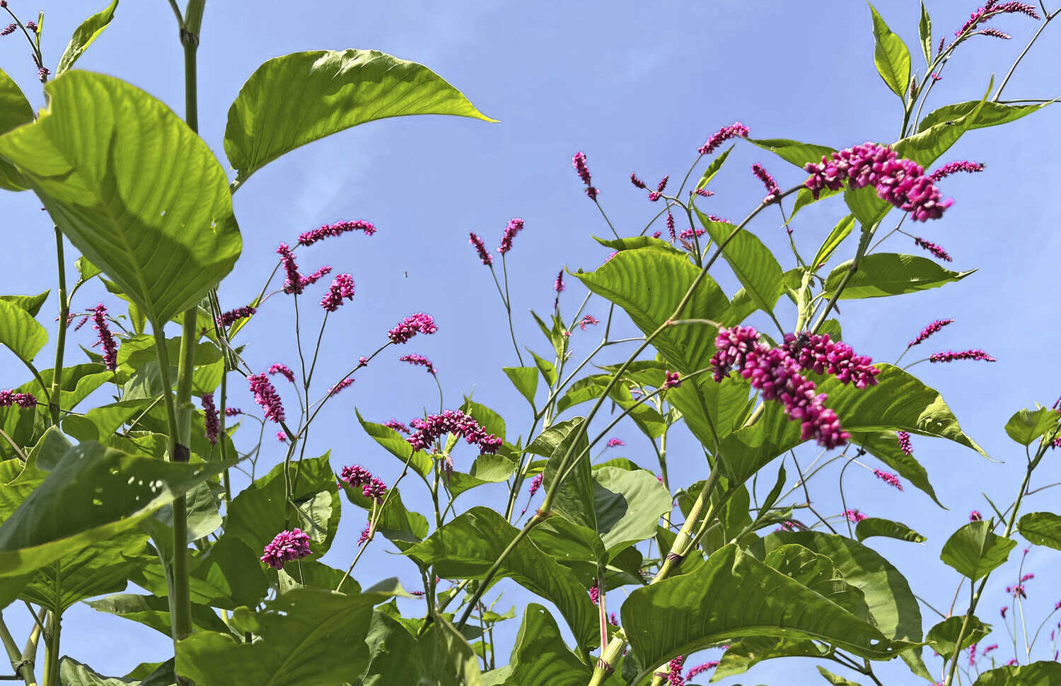 Knöterich für den Garten kraut&rüben 102023