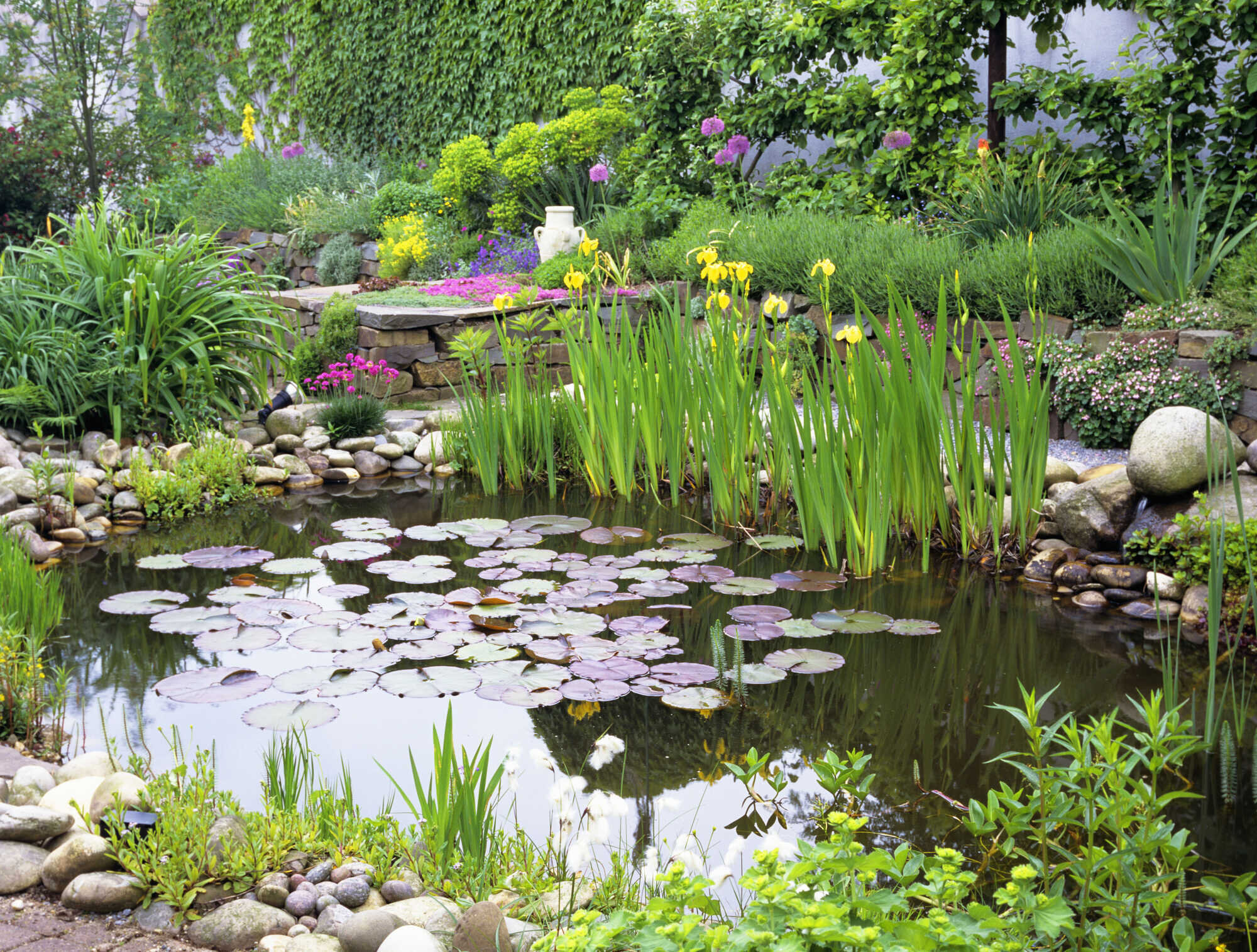 Ein Teich für den Naturgarten kraut&rüben 52024