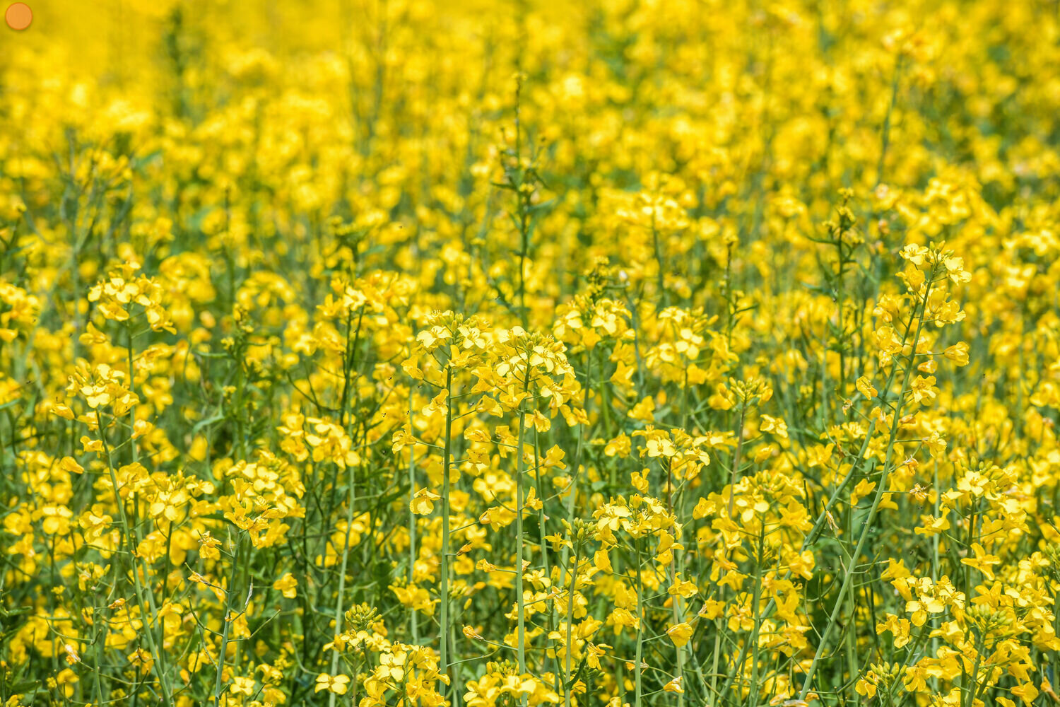 Weltweit Knappe Rapsversorgung LAND FORST 19 2020 weltweit-knappe-rapsversorgung-land-forst-19-2020