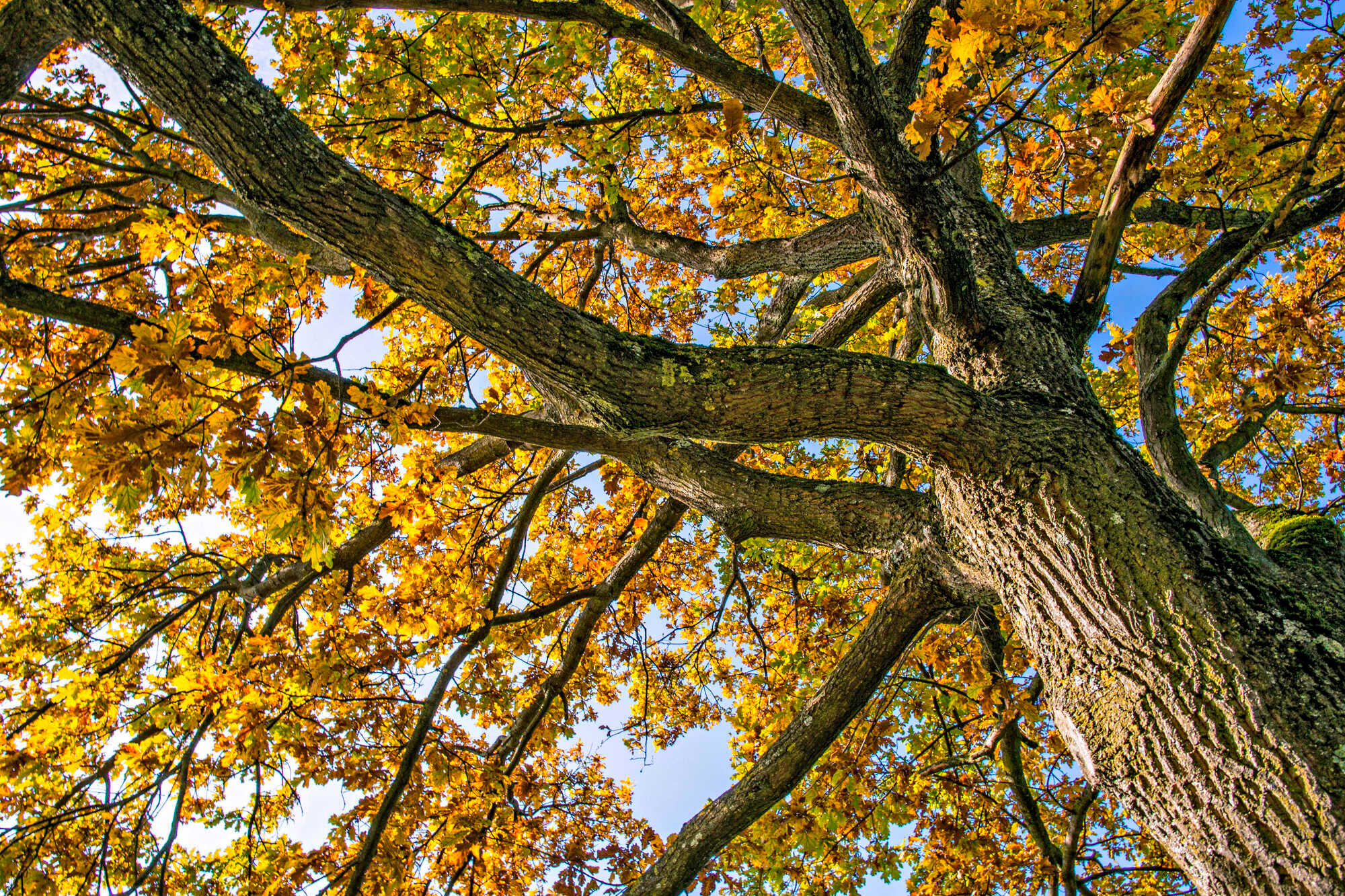 Selbsthilfe bei überhängenden Ästen LAND & FORST 242021