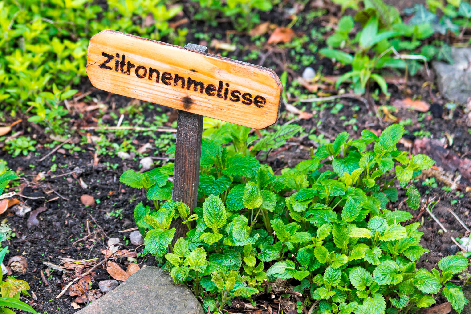 Lecker Kräuter mit ZitronenAroma LAND & FORST 242021