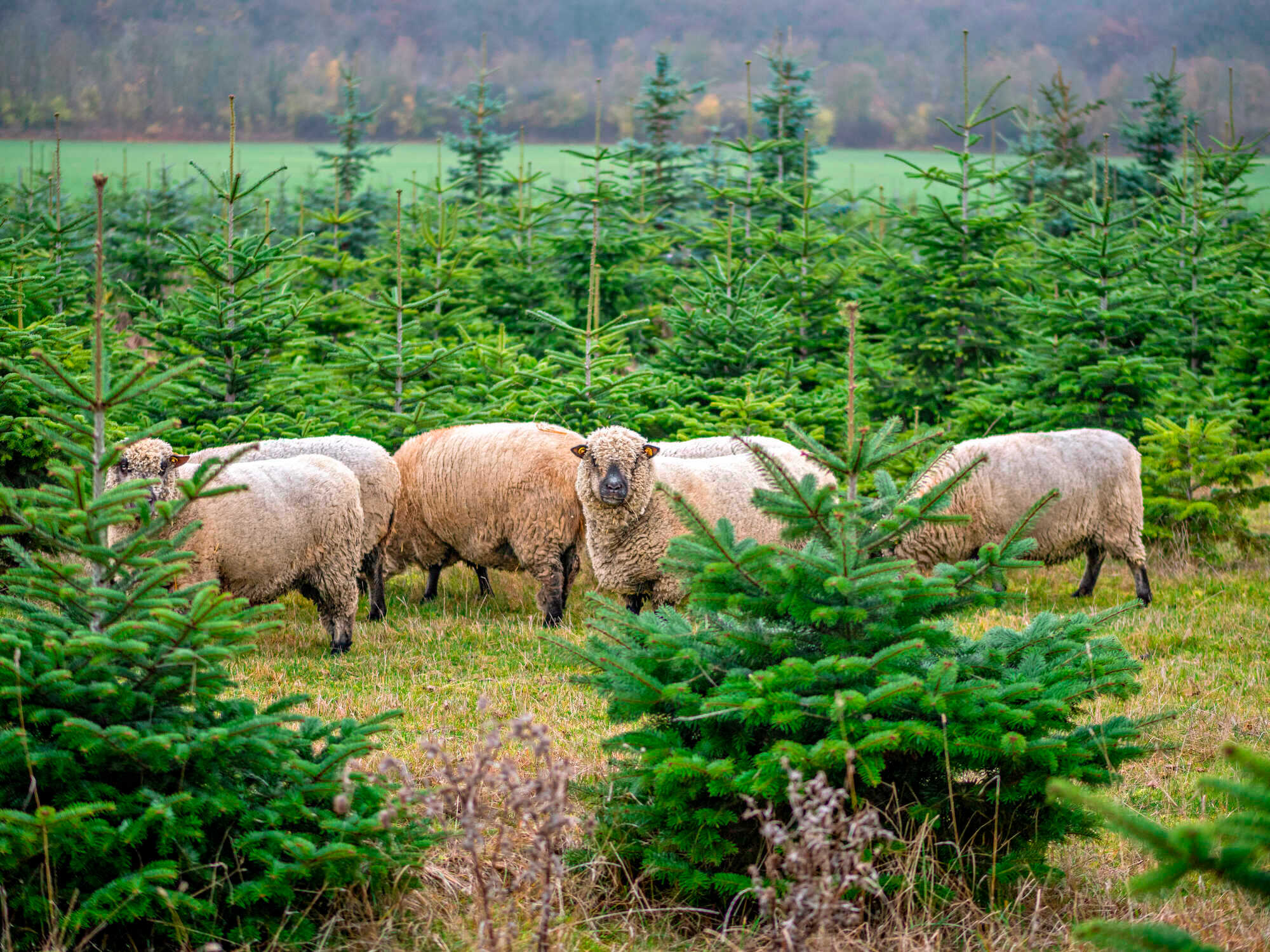 Fleißige WeihnachtsbaumSchafe Tannenbäume Grün soweit das Auge reicht