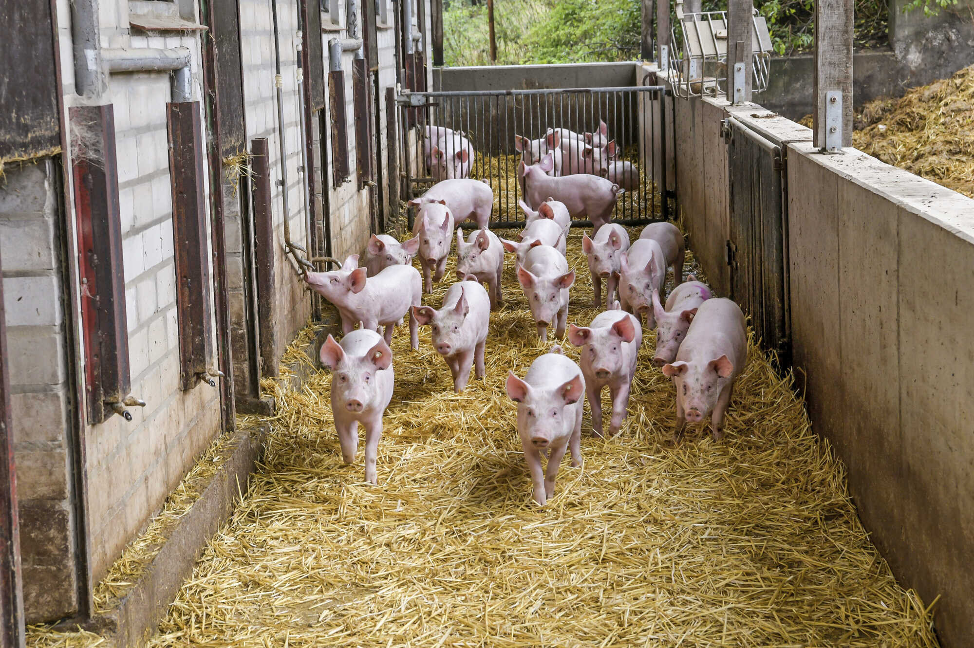Sonnenblumenkuchen im Mastfutter für Schweine - LAND &amp; FORST 49-2022
