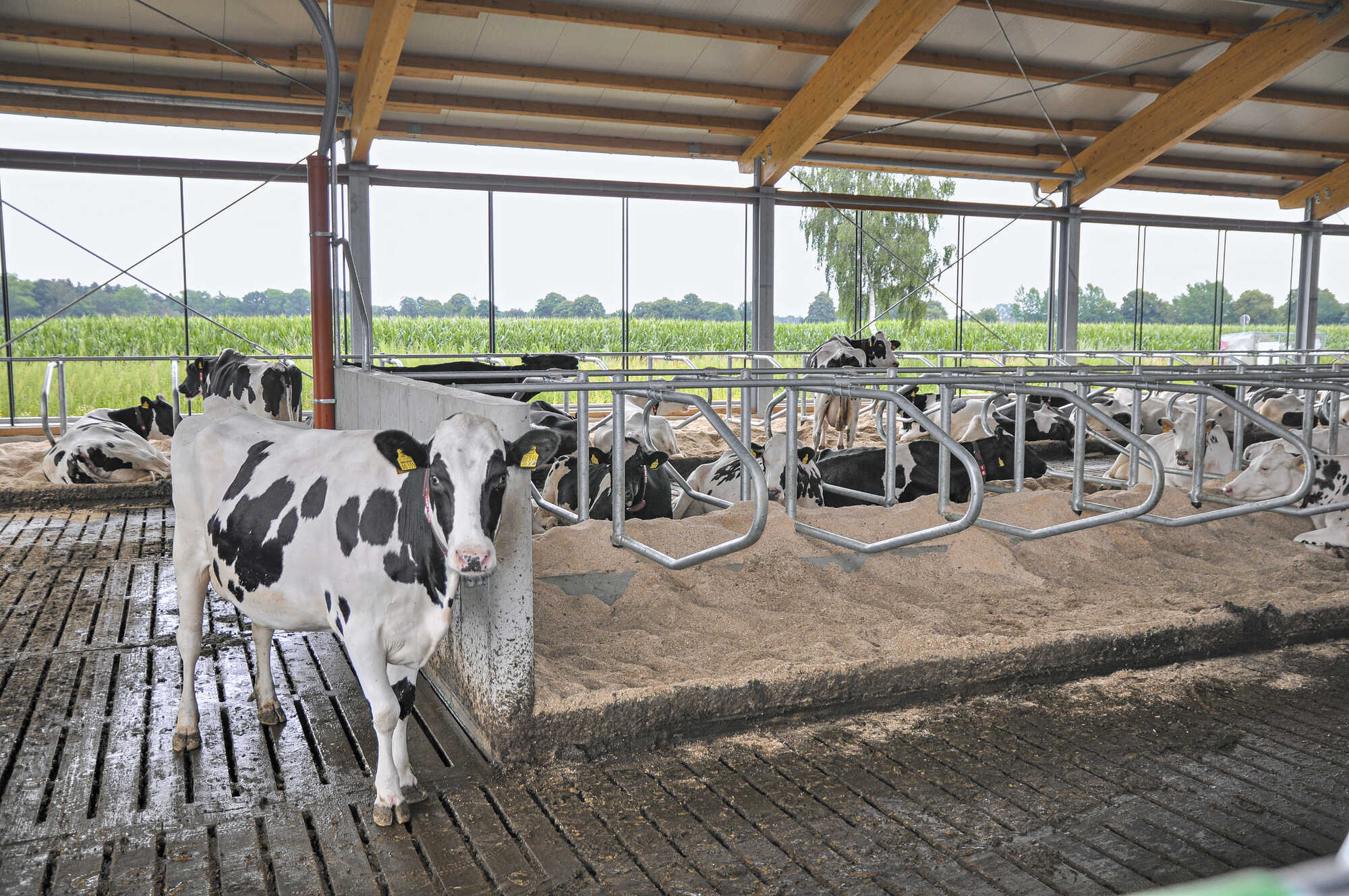 Milchviehhaltung im ständigen Wandel LAND & FORST 72023