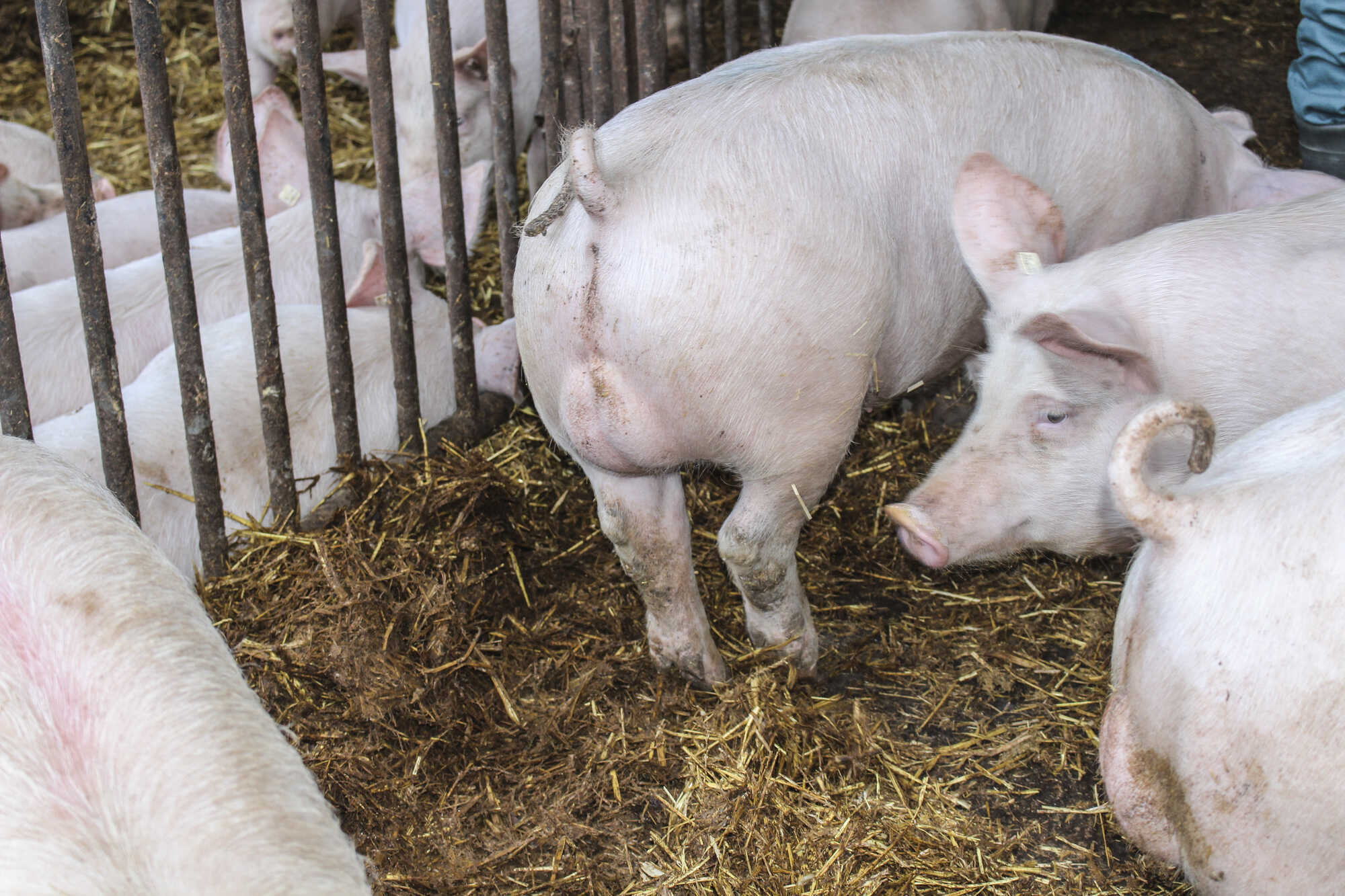Immunokastration bleibt interessant - LAND & FORST 9-2023