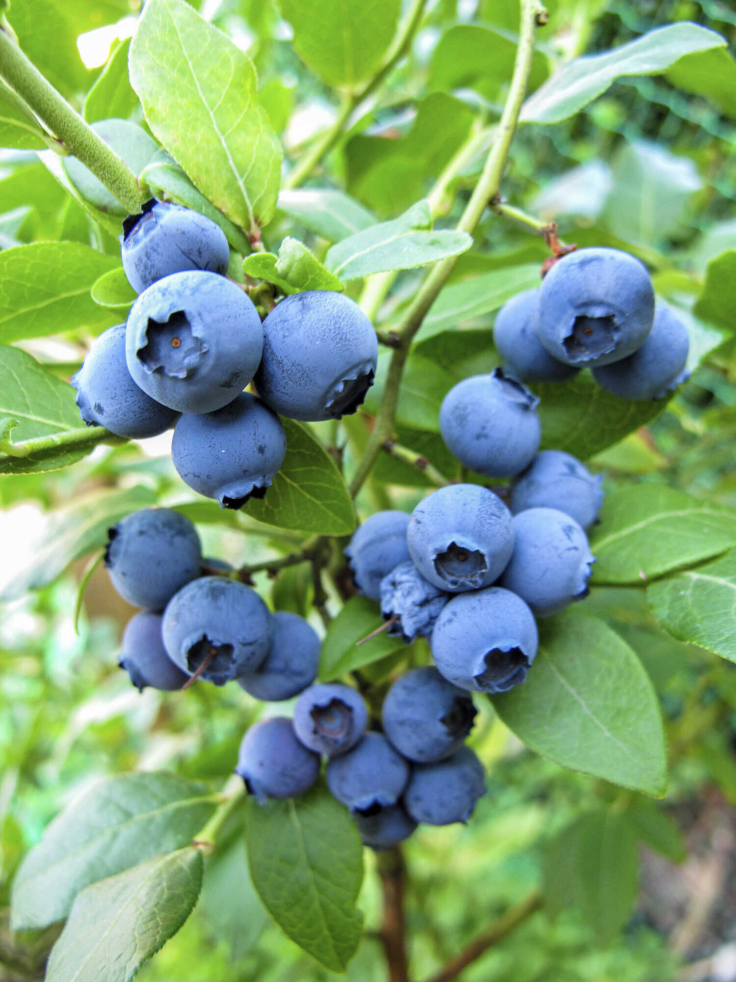 Heidelbeeren im Doppelpack pflanzen LAND & FORST 142023