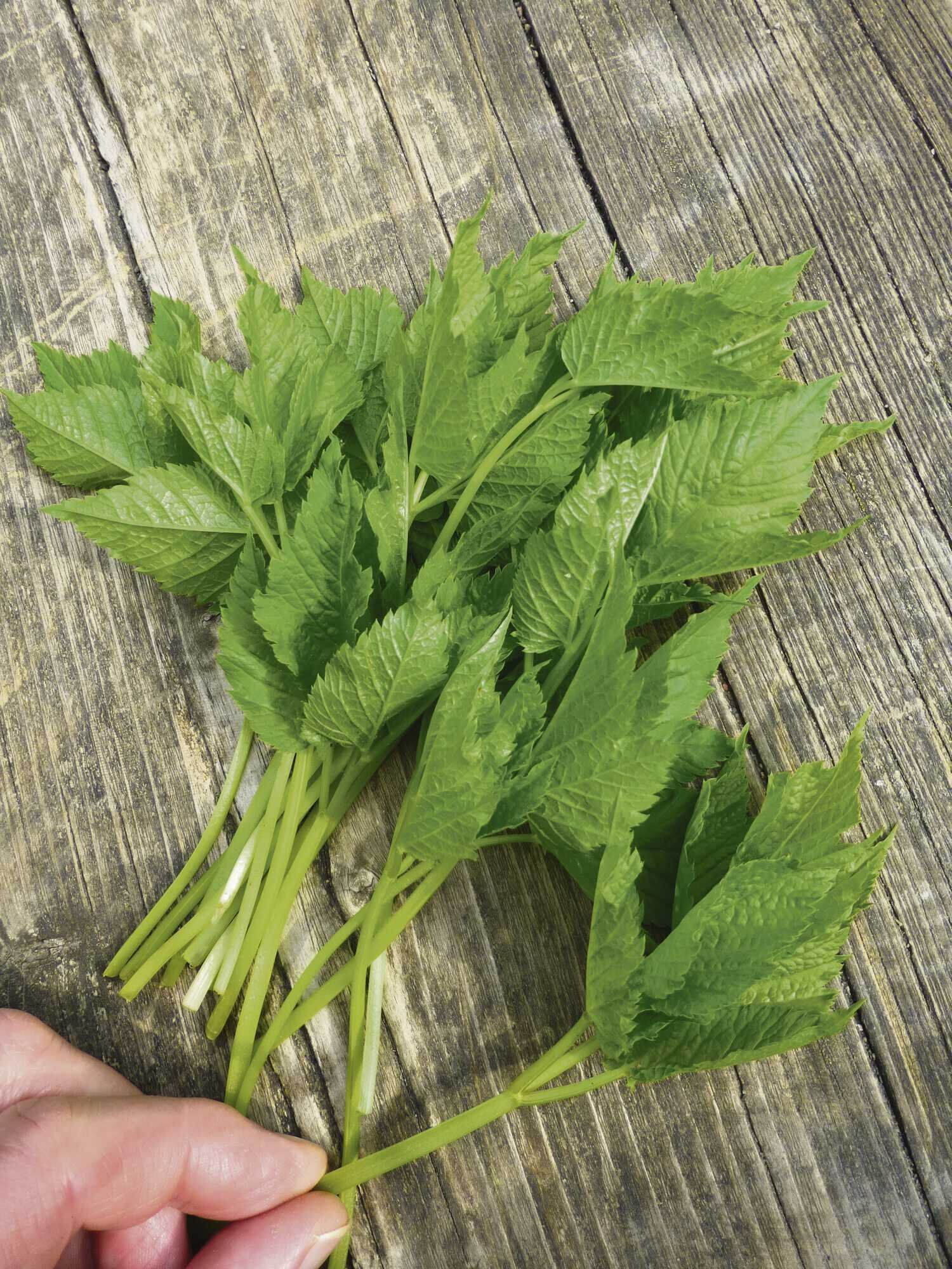 Natürlich lecker: Rezepte mit Wildkräutern - LAND &amp; FORST 17-2023