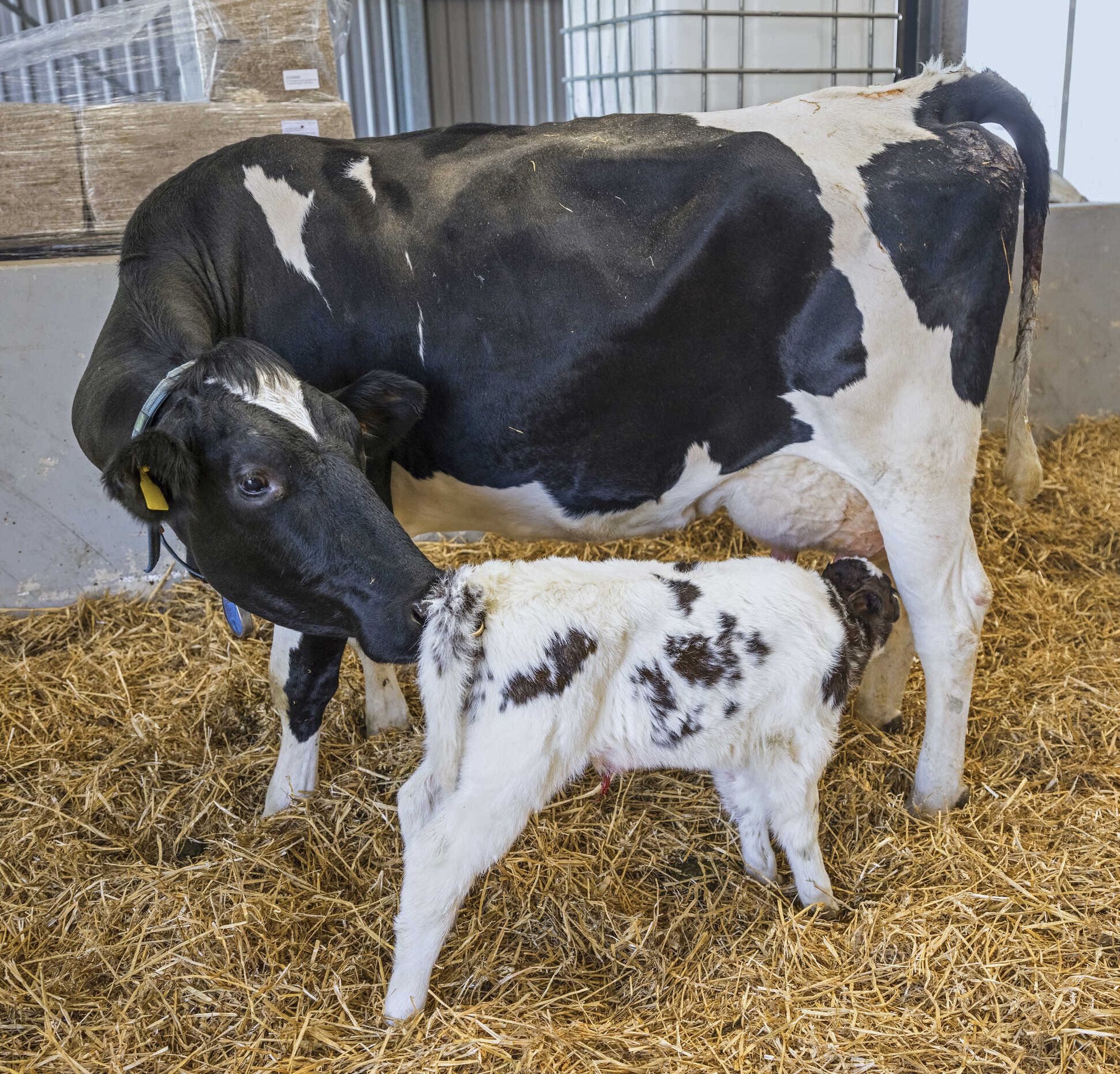 Kälber mit Mutter oder Amme aufziehen - LAND &amp; FORST 50-2023