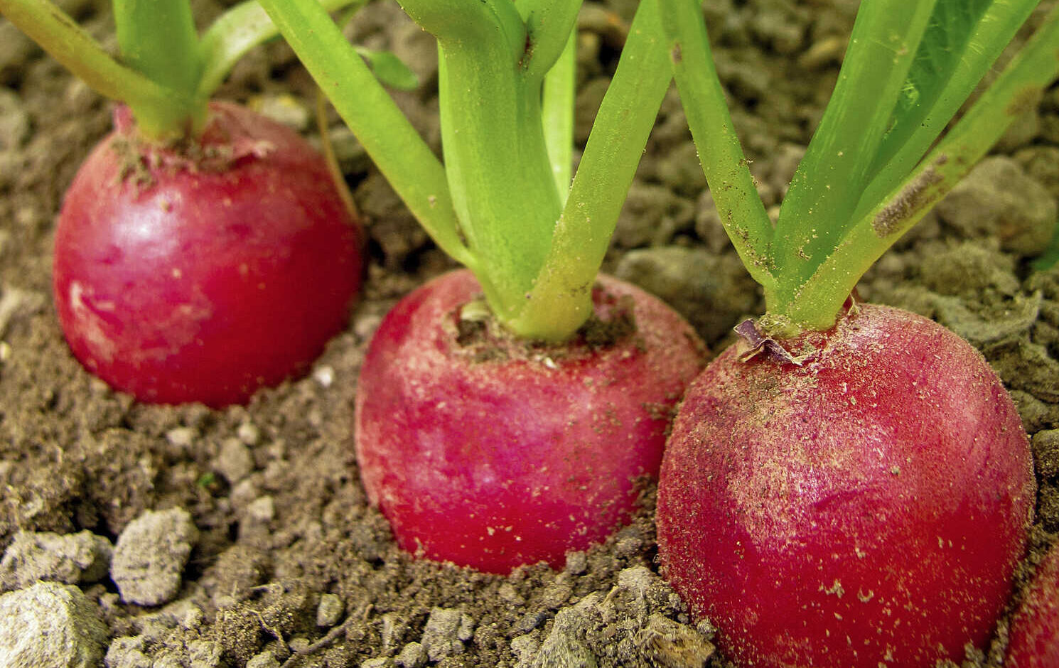 Erste Radieschen für Gewächshaus und Frühbeet LAND & FORST 102024