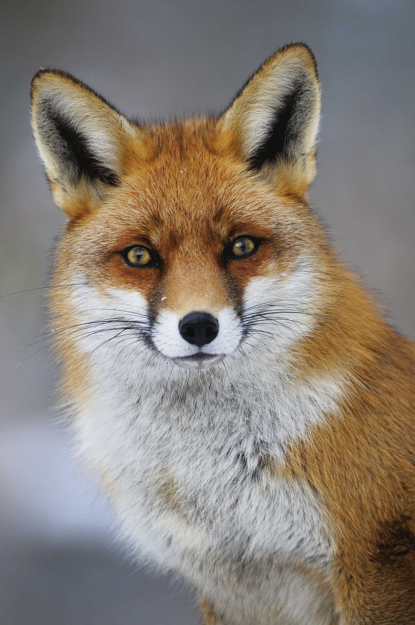 Fuchsarten der Welt - Niedersächsischer Jäger 5-2023