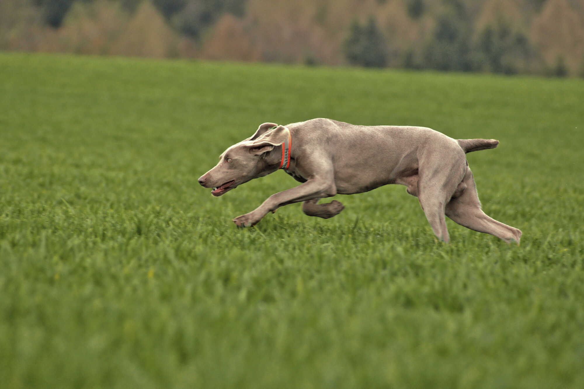 Auf den Hund! Niedersächsischer Jäger 102023 Auf den Hund! Niedersächsischer Jäger 102023