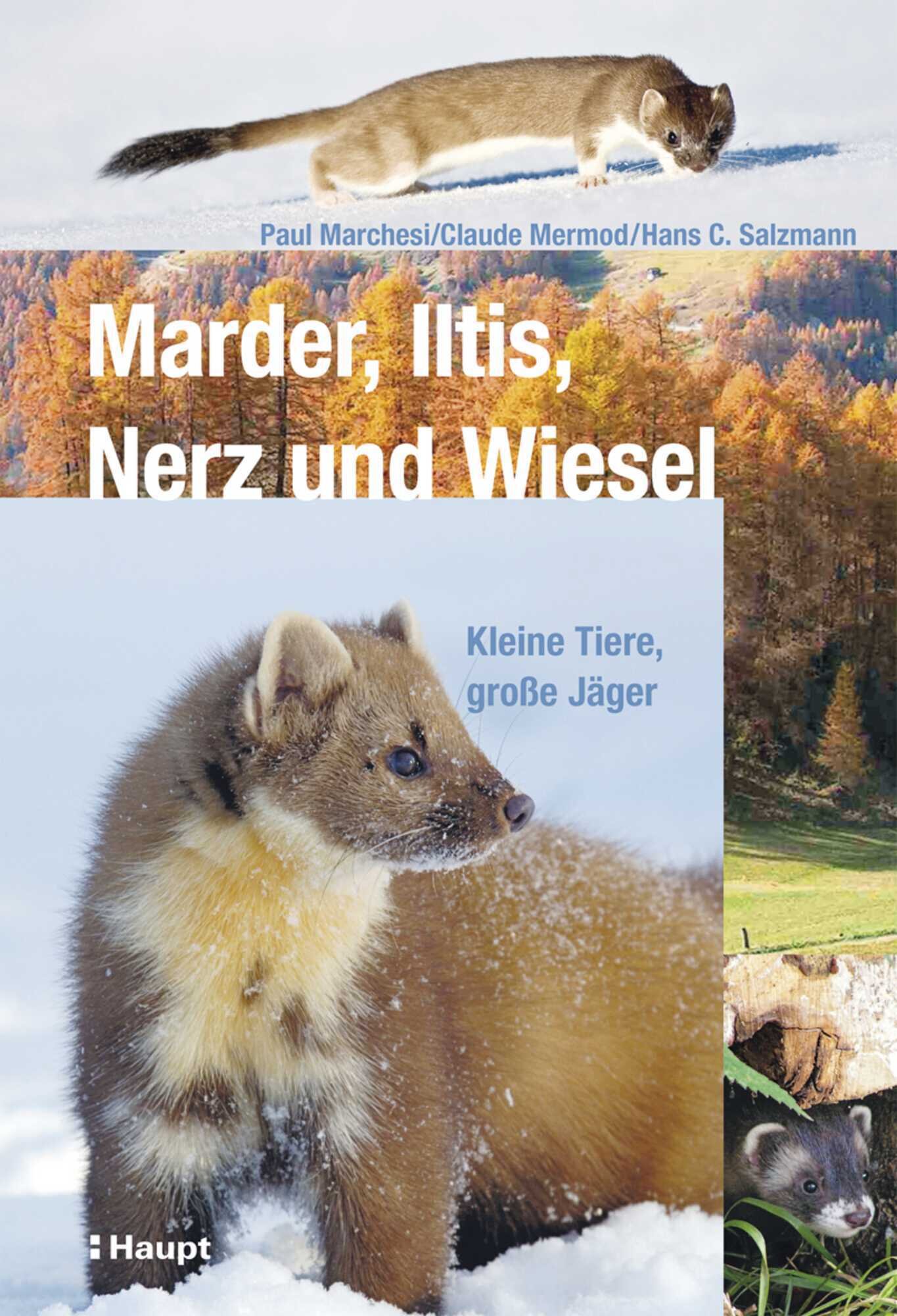Marder, Iltis, Nerz und Wiesel - PIRSCH 13-2023