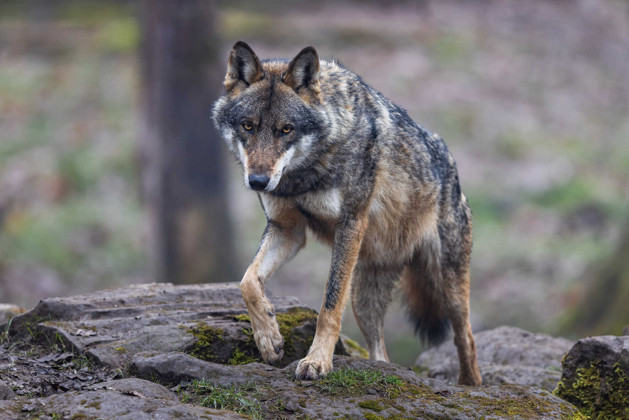 Herdenschutzhund von Wolf gerissen - unsere Jagd 4-2023