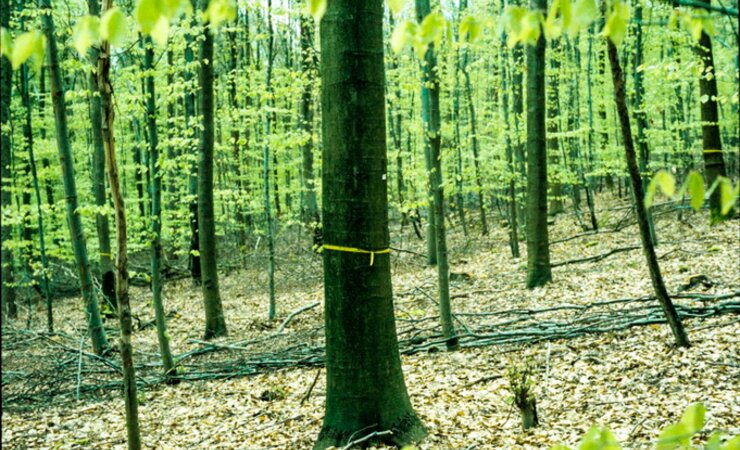 Abb. 1:  Bei der Lichtwuchsdurchforstung werden frühzeitig Zukunftsbäume ausgewählt und konsequent gefördert. Sie verbessert die Durchmesser- und Höhenstruktur der Bestände wie auch deren Wertleistung. | © J. Klädtke