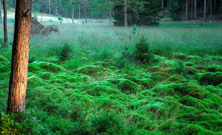 Ein Anmoor im Burgwald: Ein Projekt zur Erfassung von Waldmooren startete im November 2020. | © P. Küchler