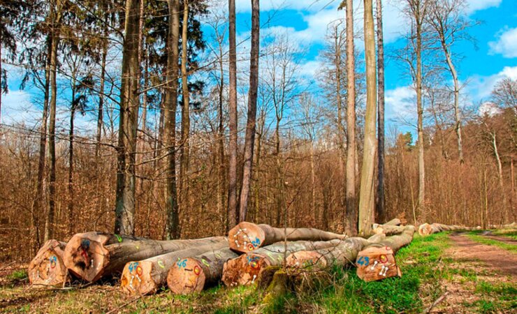 Buchenstammholz kostet ähnlich viel wie im Vorjahr. | © S. Loboda