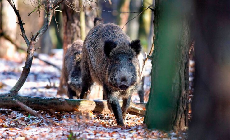 Die Afrikanische Schweinepest (ASP) breitet sich in Deutschland zunehmend aus und hat nun auch den Freistaat Sachsen erreicht. | © Erich Marek