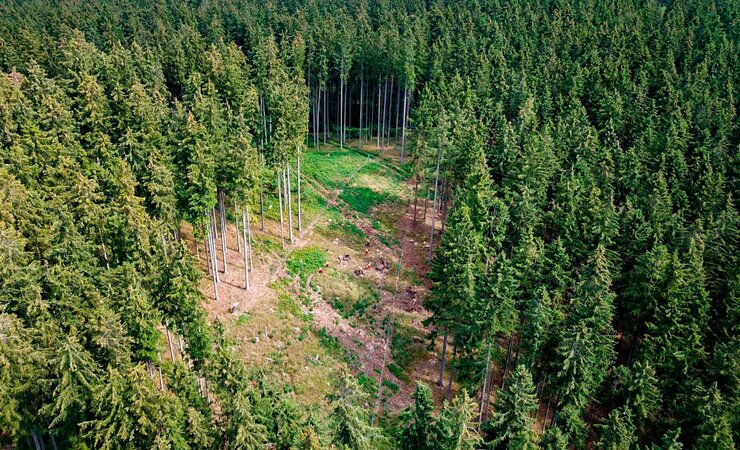 Borkenkäferloch im Fichtenbestand: Die Fichte wird hier auf der Kahlfläche ohne Zutun des Waldbesitzenden über das umliegende Altholz naturverjüngen. Laubholz muss hier aber ergänzend gepflanzt, geschützt und herausgepflegt werden, damit ein klimastabiler Mischwald entstehen kann. | © R. Stein