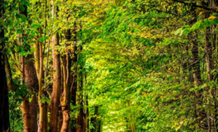 Bewirtschaftete Wälder tun viel für den Klimaschutz | © D.Bruyndonckx/unsplash